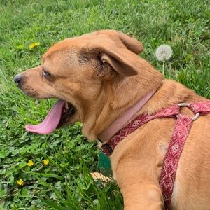 Meet your Posher, Abby